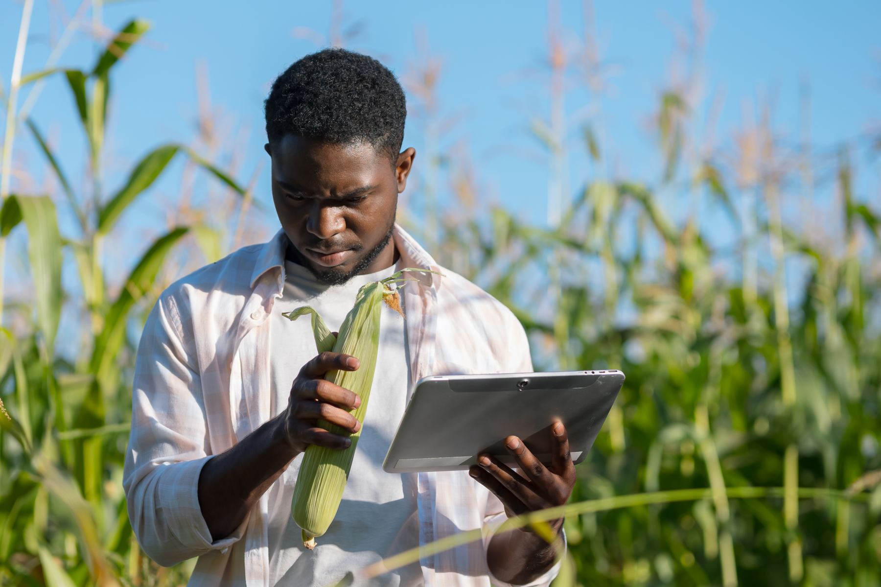 An inspector examining a maize cob against data on a tablet