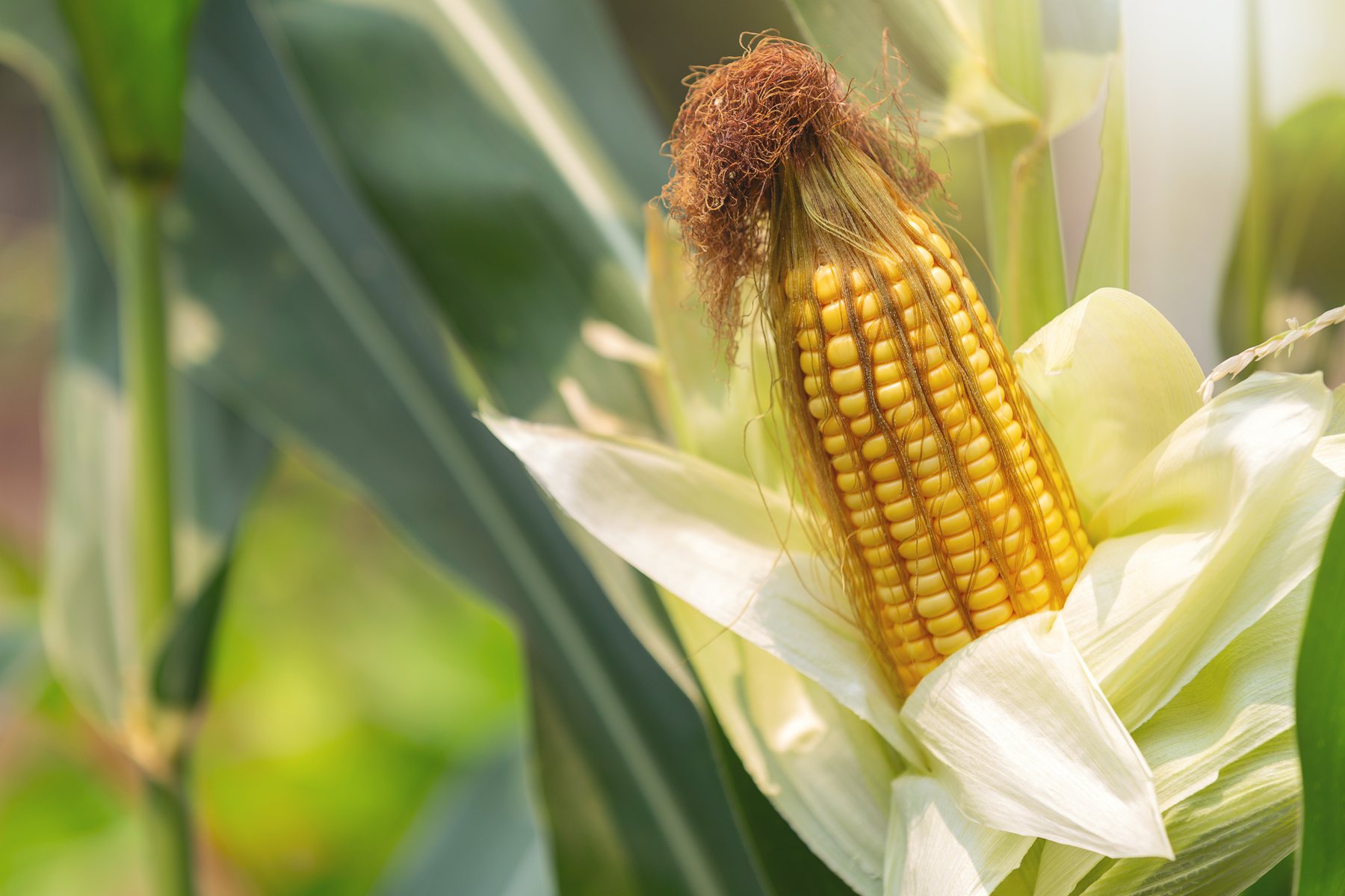 A ripe maize cob in its husk, ready for harvest