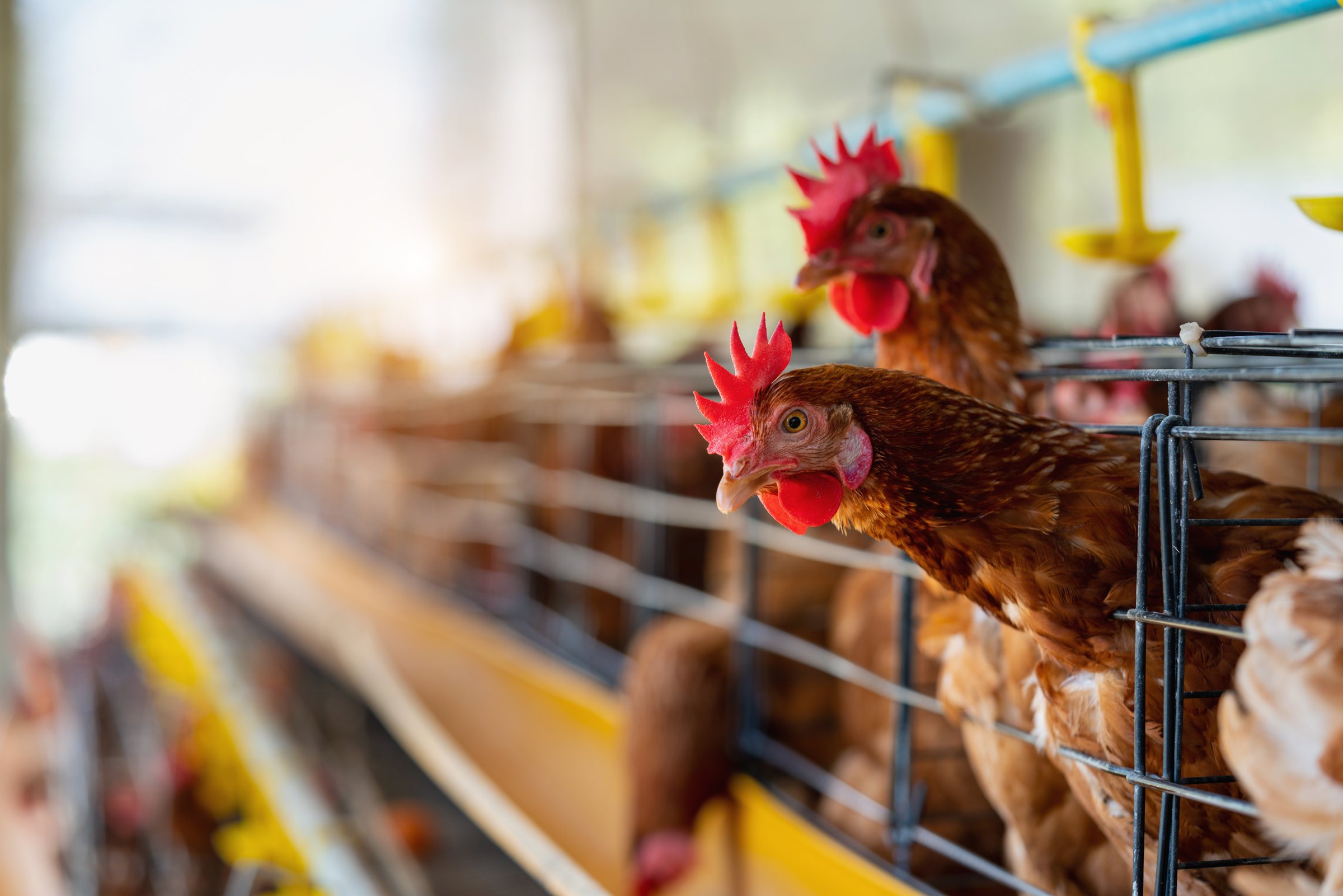 Laying hens at a feeding rail in a poultry house