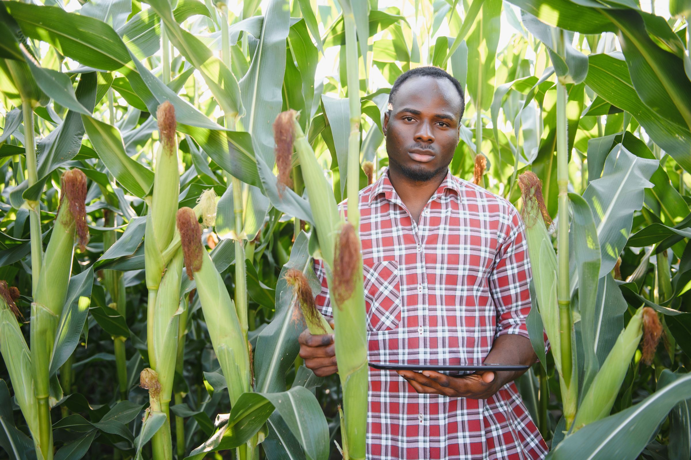A farmer standing in a maize field