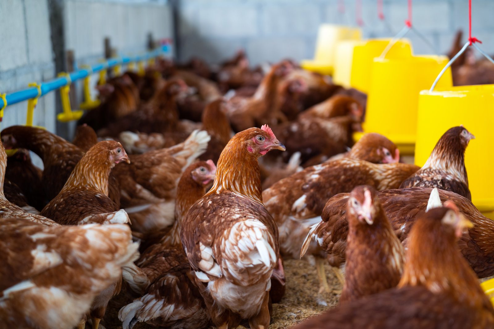 Laying hens in a poultry house