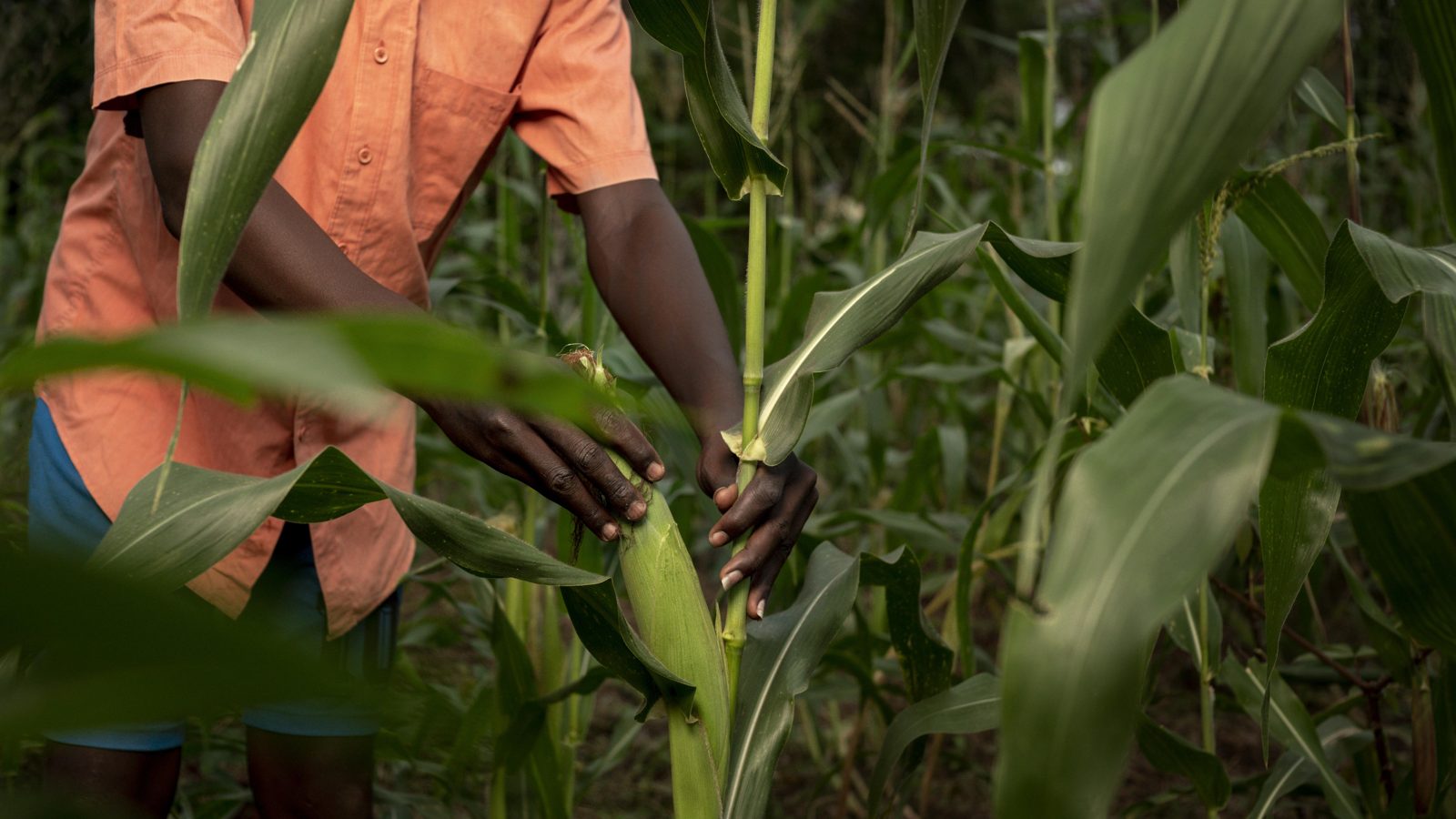 A smallholder farmer checking maize in the field